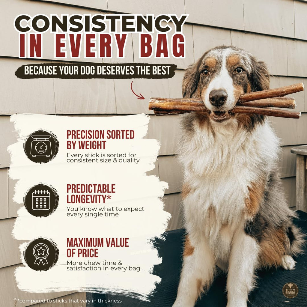 Bully Bunches Premium (6" Standard - 5 Pack) Odour-Free, Consistently Sized Bully Sticks for Small & Medium Dogs & Puppies, Long-Lasting Oral Care Chews, All-Natural Single-Ingredient Beef, No Rawhide 🍁 All In One Marketplace Canada